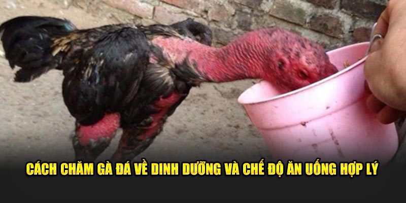 Cách chăm gà đá về dinh dưỡng và chế độ ăn uống hợp lý