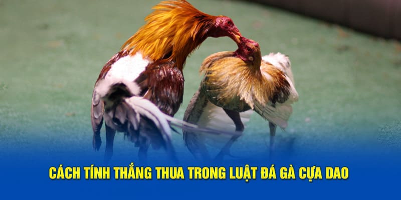 Phương pháp xác định kết quả thắng hay thua theo luật đá gà cựa dao