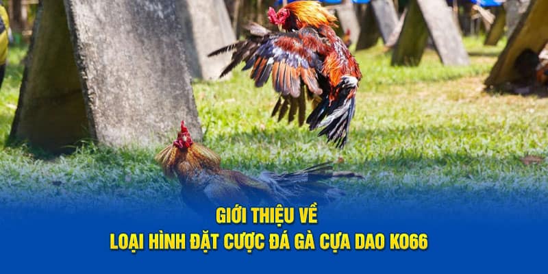 Giới thiệu về loại hình đặt cược đá gà cựa dao KO66