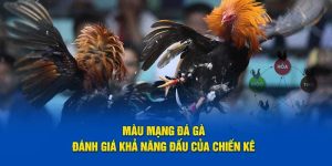 Màu Mạng Gà Đá - Bí Quyết Trở Thành Vua Gà Chọi Tại KO66